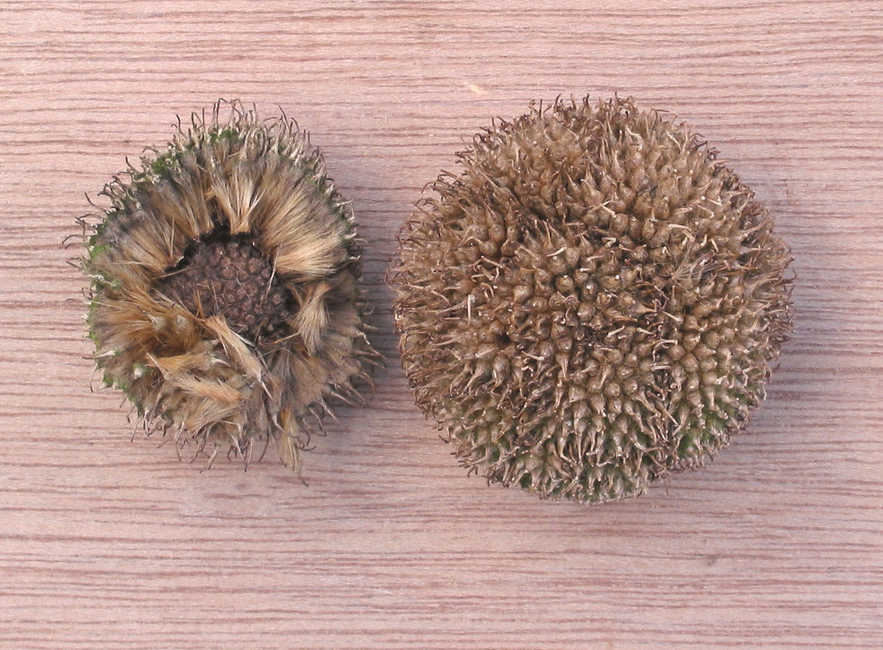 Sycamore Fruit