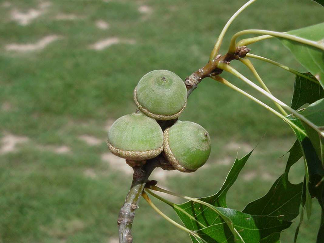 Southern Red Oak Acorns