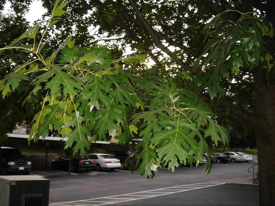 Shumard Oak Foliage