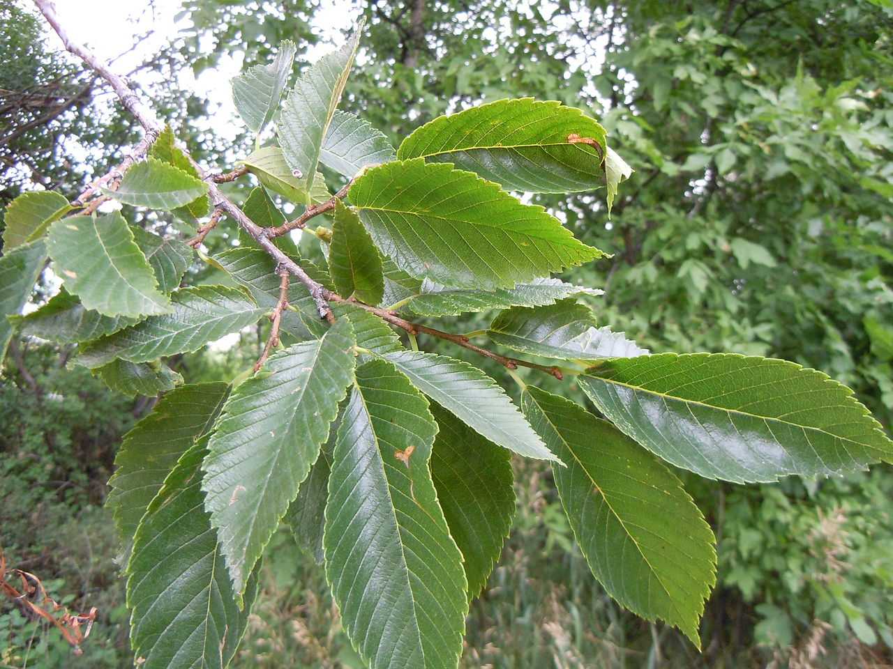 American Elm Foliage