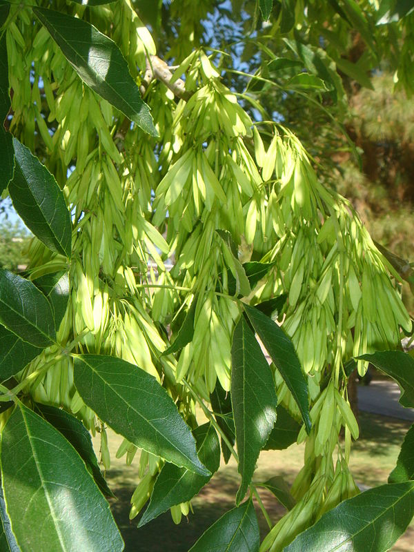 Arizona Ash Foliage