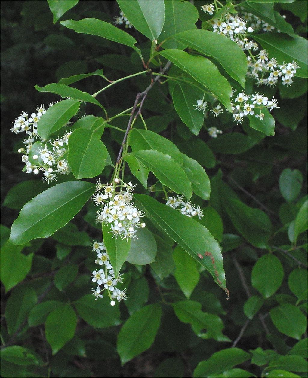 Black Cherry Flowers & Foliage