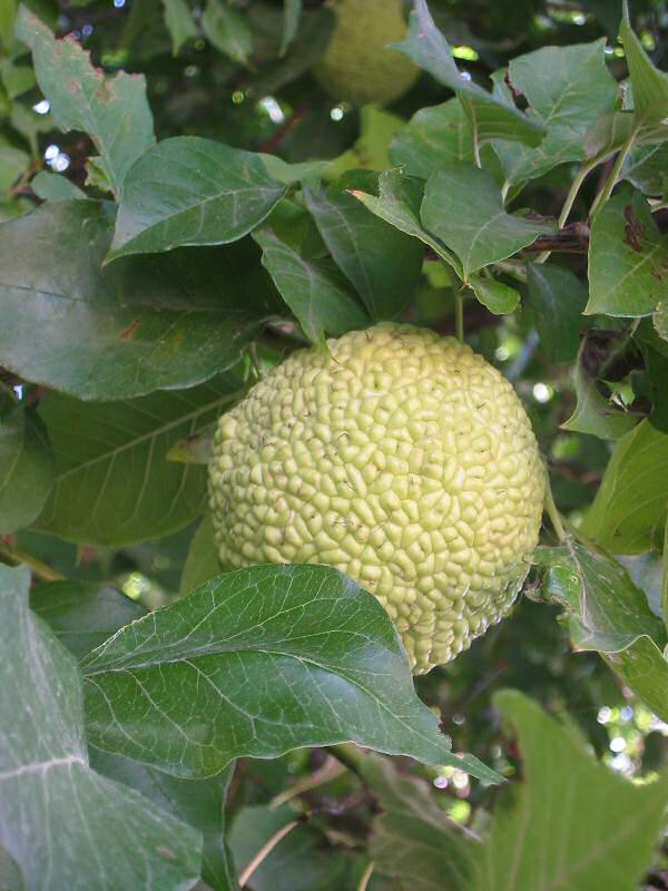 Bois D'Arc Fruit