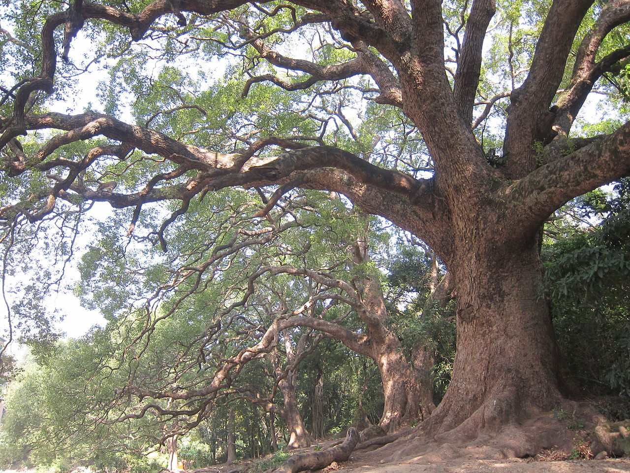 Camphor Tree