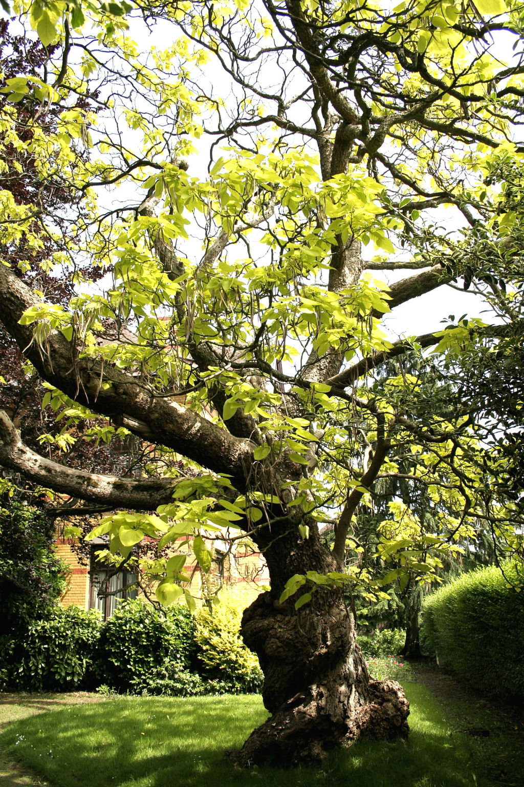Catalpa Tree