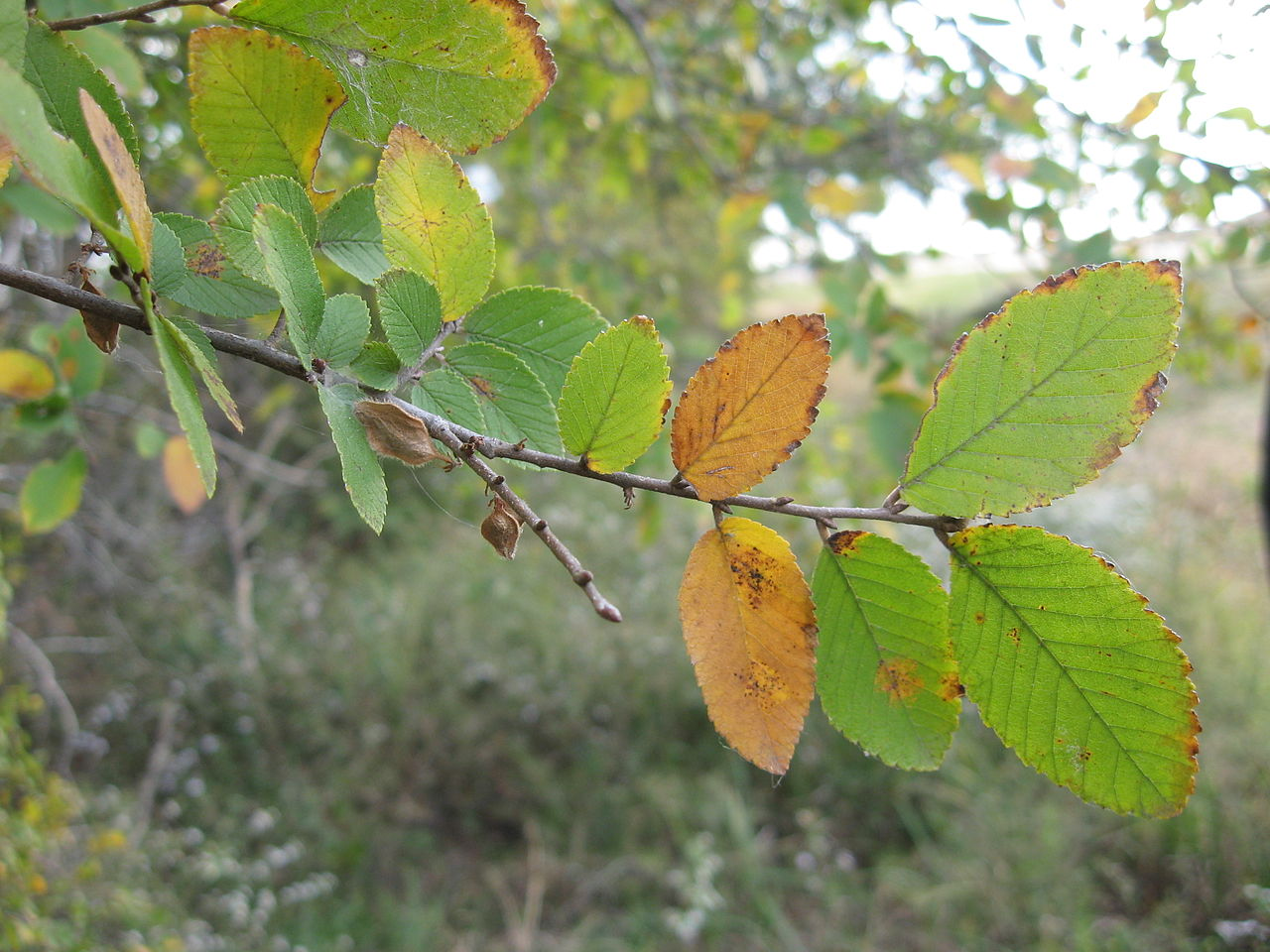 Cedar Elm Foliage