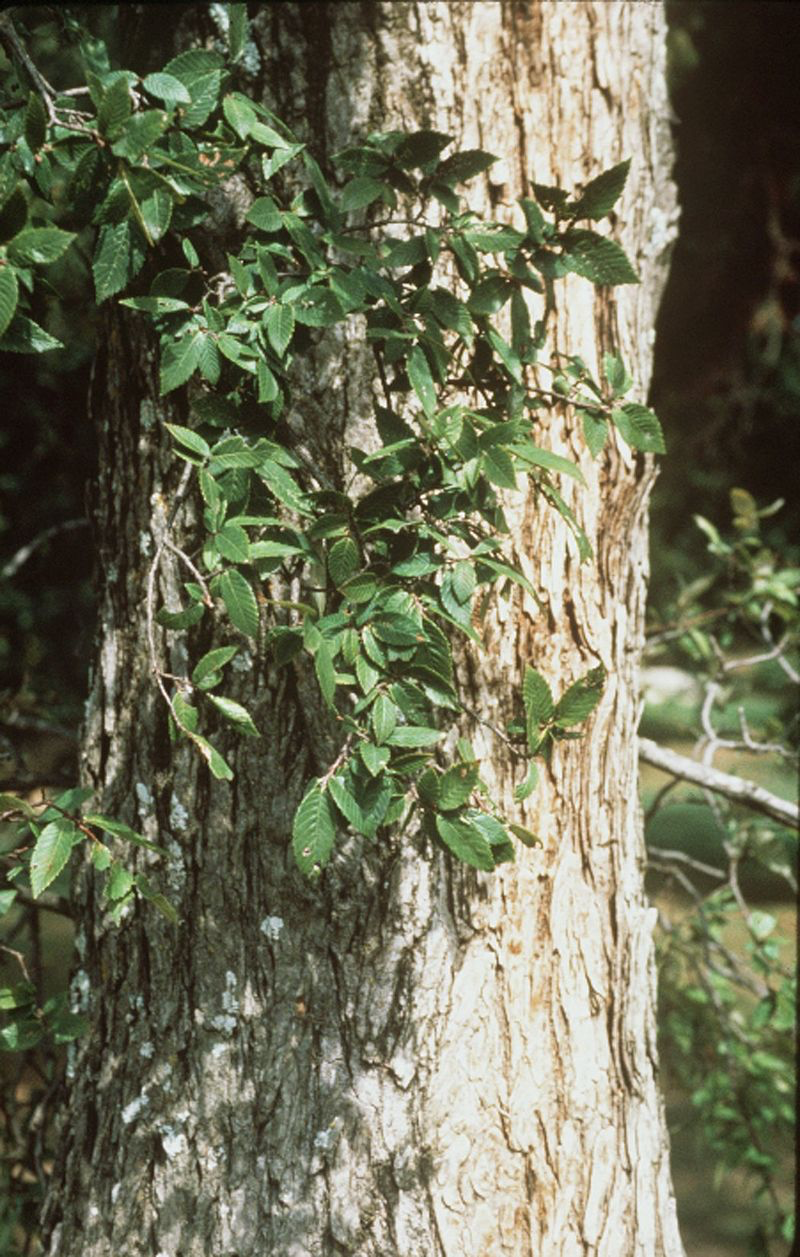 Cedar Elm Bark