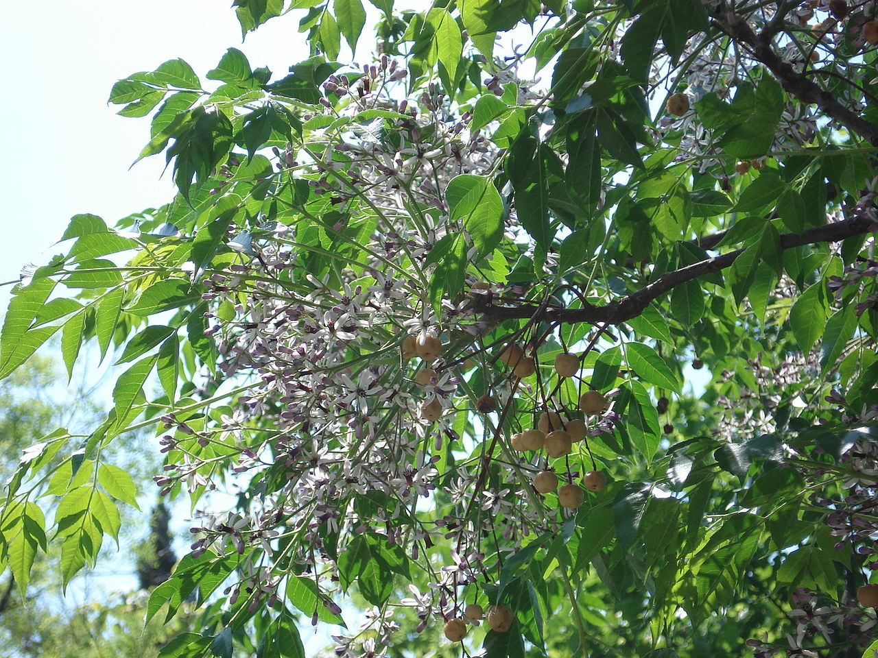 Chinaberry Flowers & Fruit