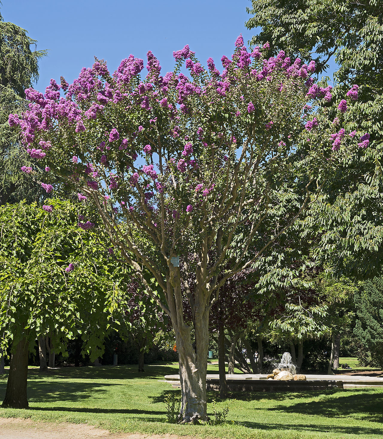 Crepe Myrtle Tree