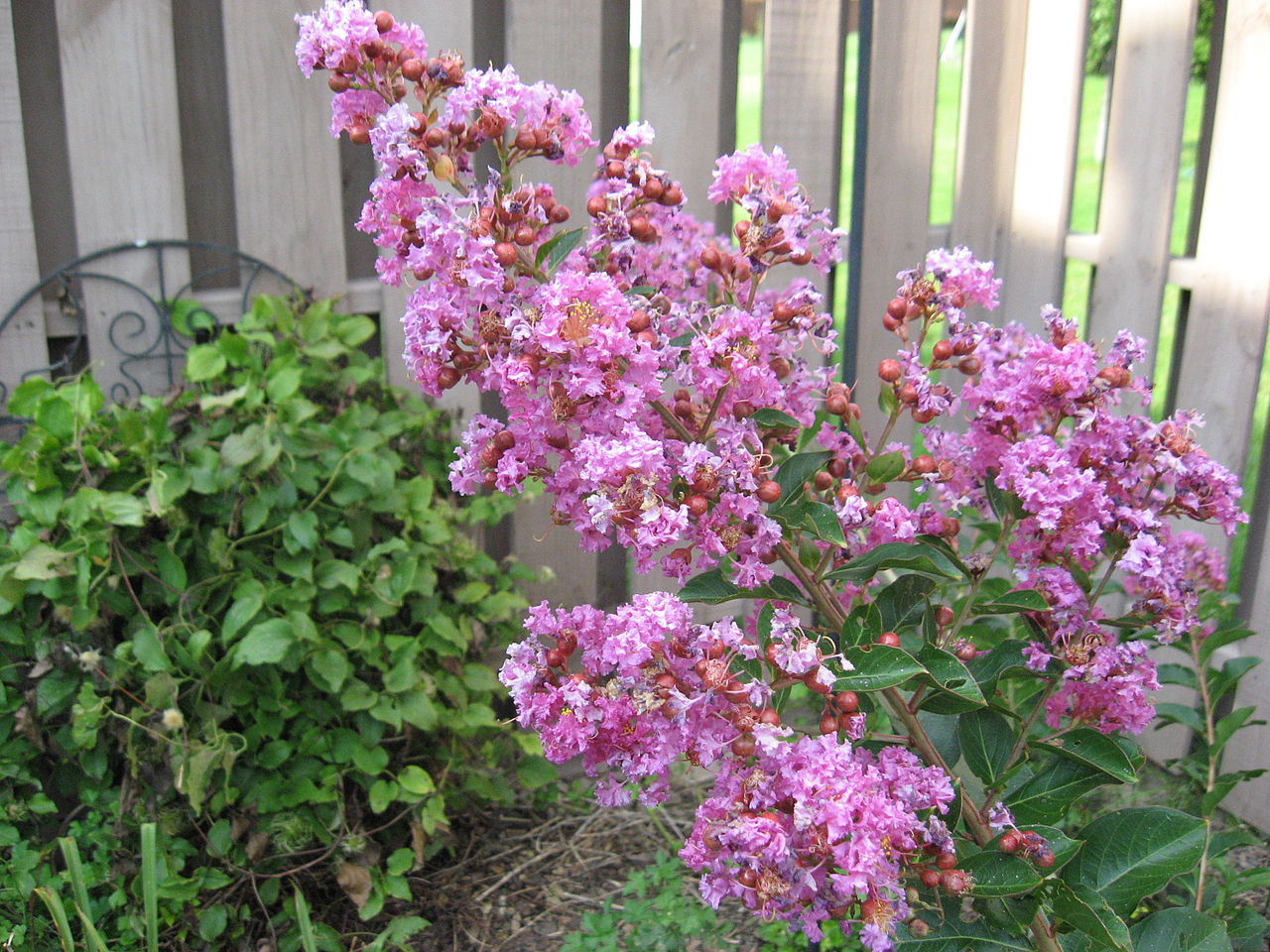 Crepe Myrtle Flower