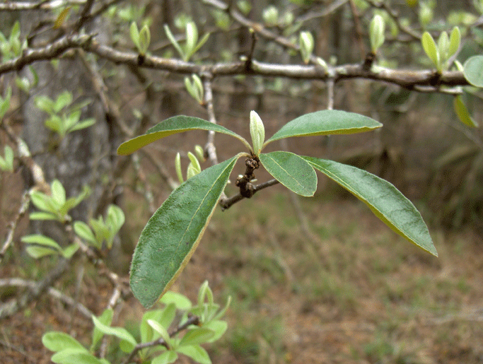 Gum Bumelia Leaf