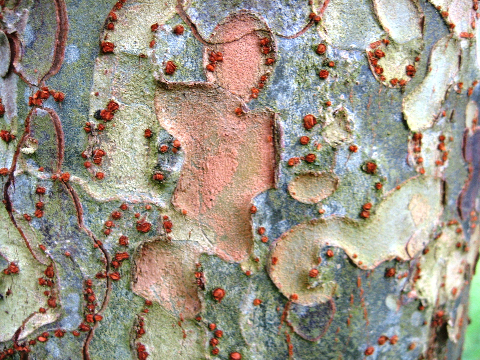Lacebark Bark