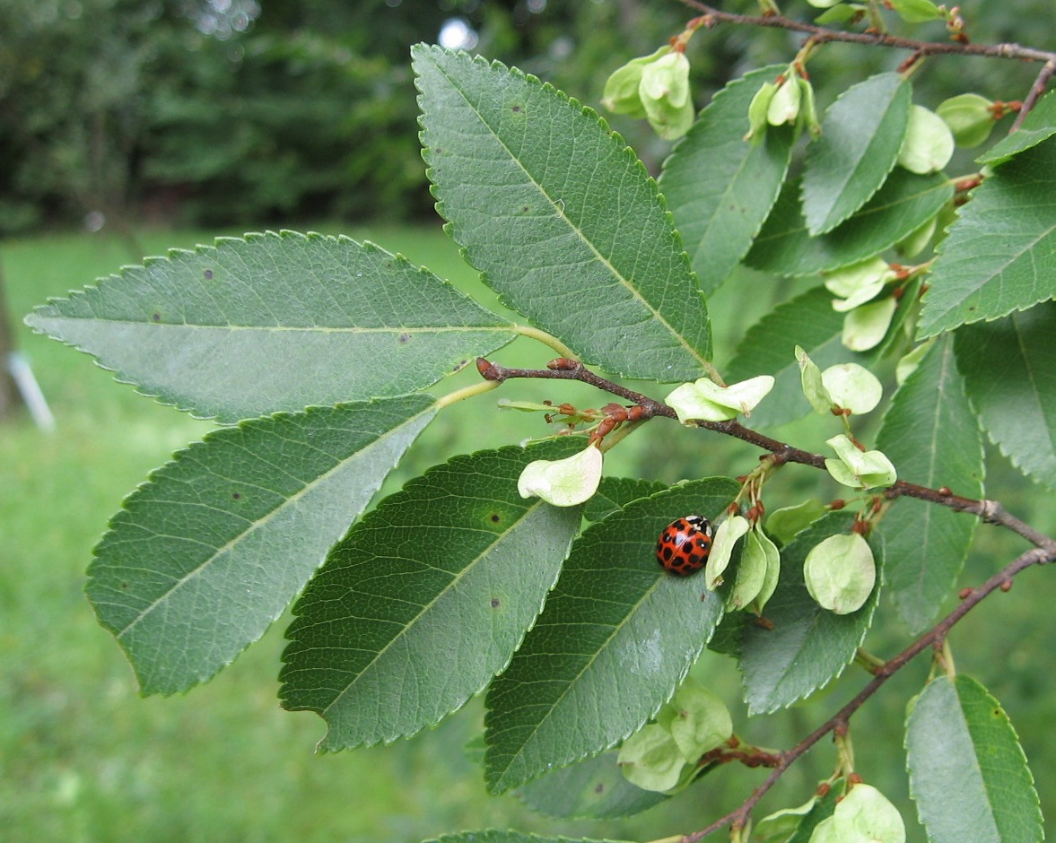 Lacebark Foliage