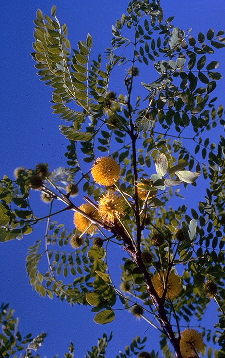 Lead Tree Flowers