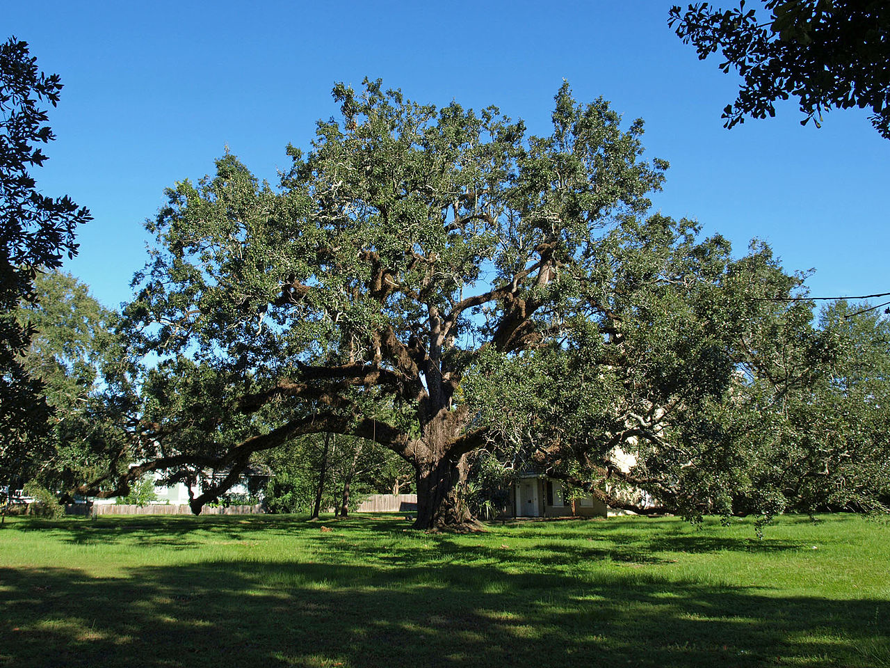 Live Oak Tree