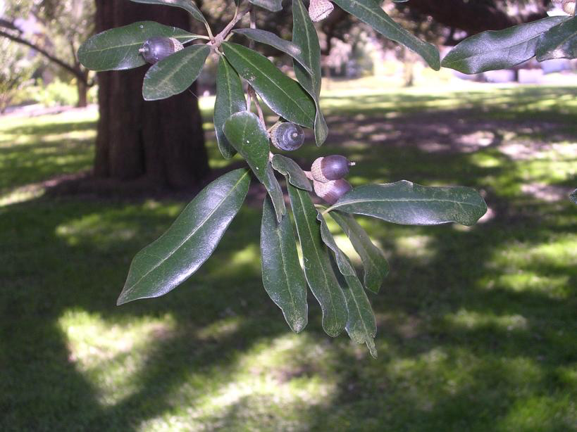 Live Oak Acorns & Foliage
