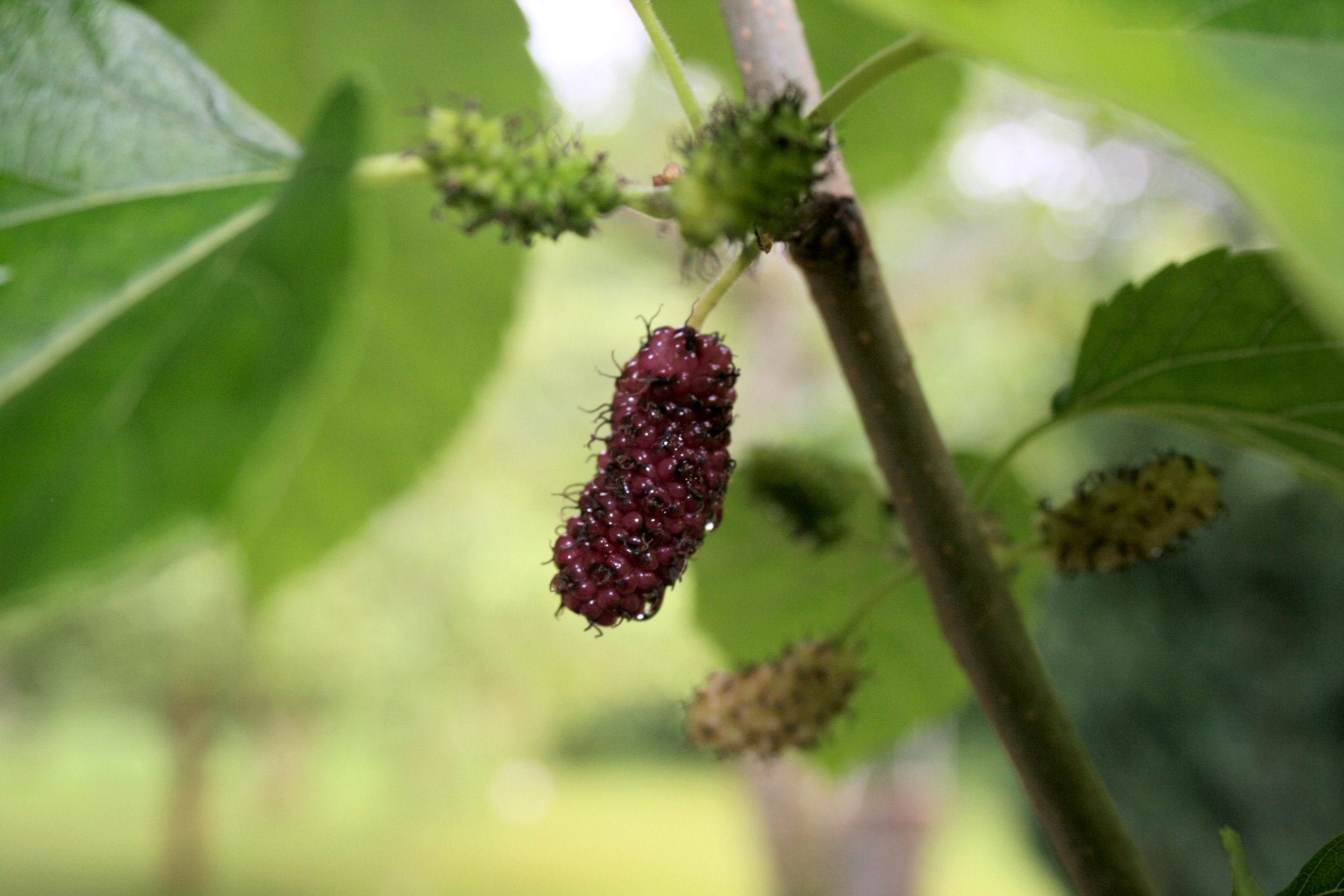 Mulberry Fruit