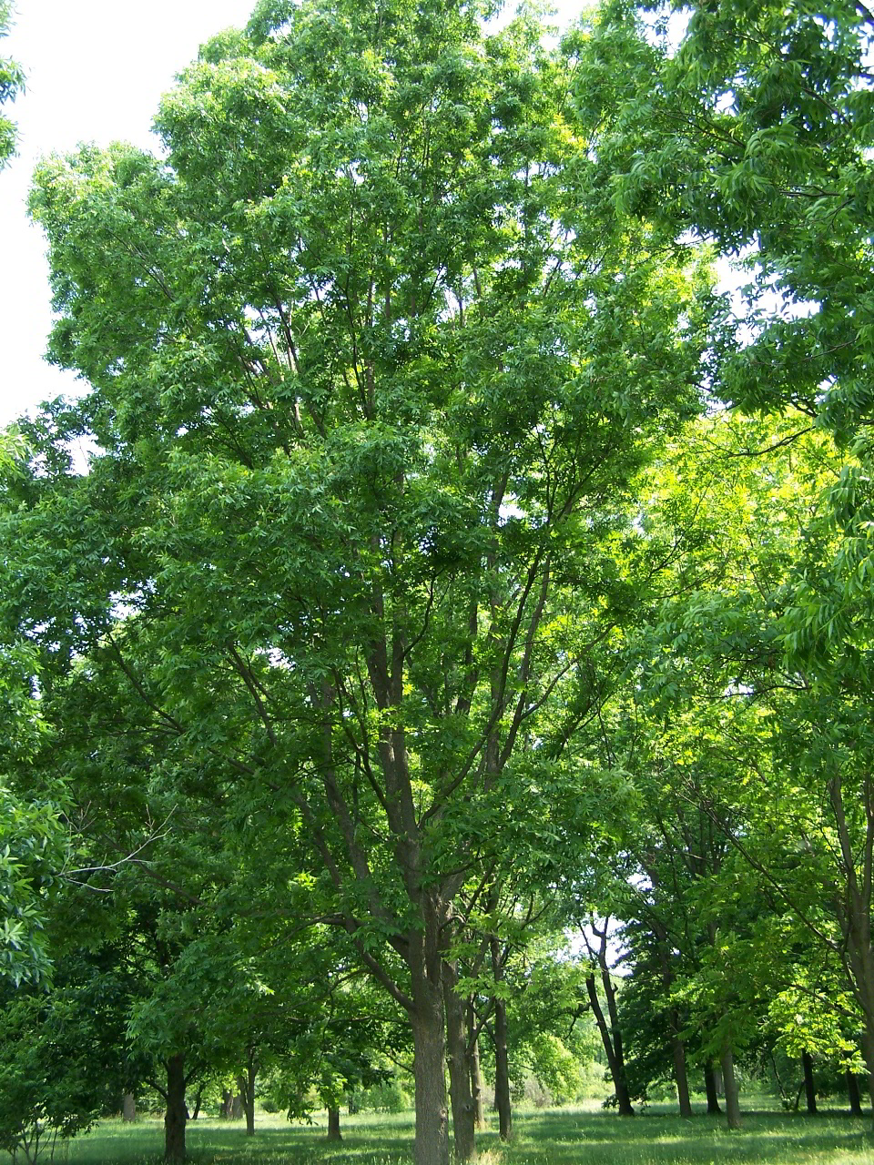 Pecan Tree