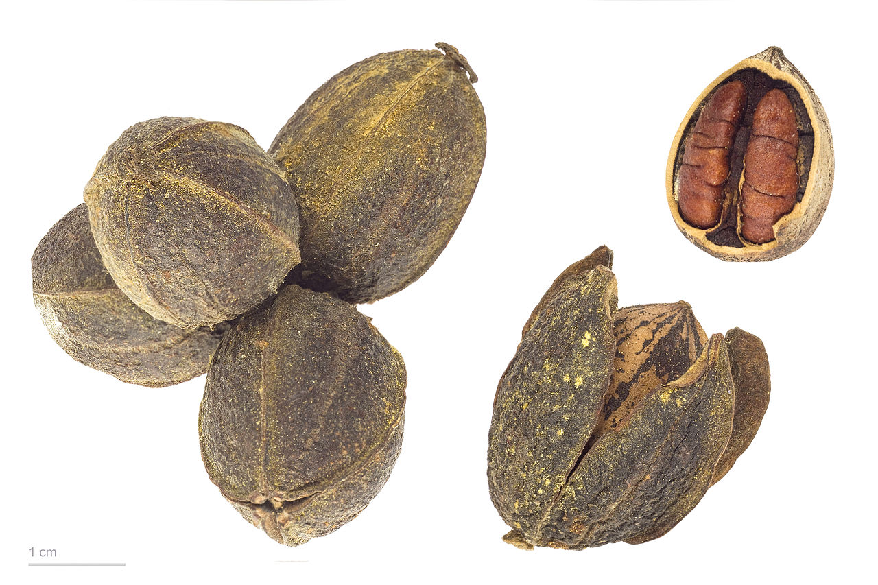 Pecan Nuts