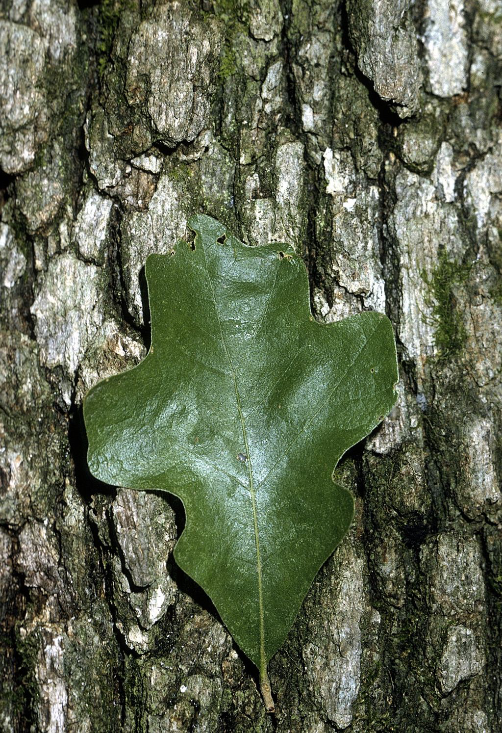 Post Oak Bark & Leaf