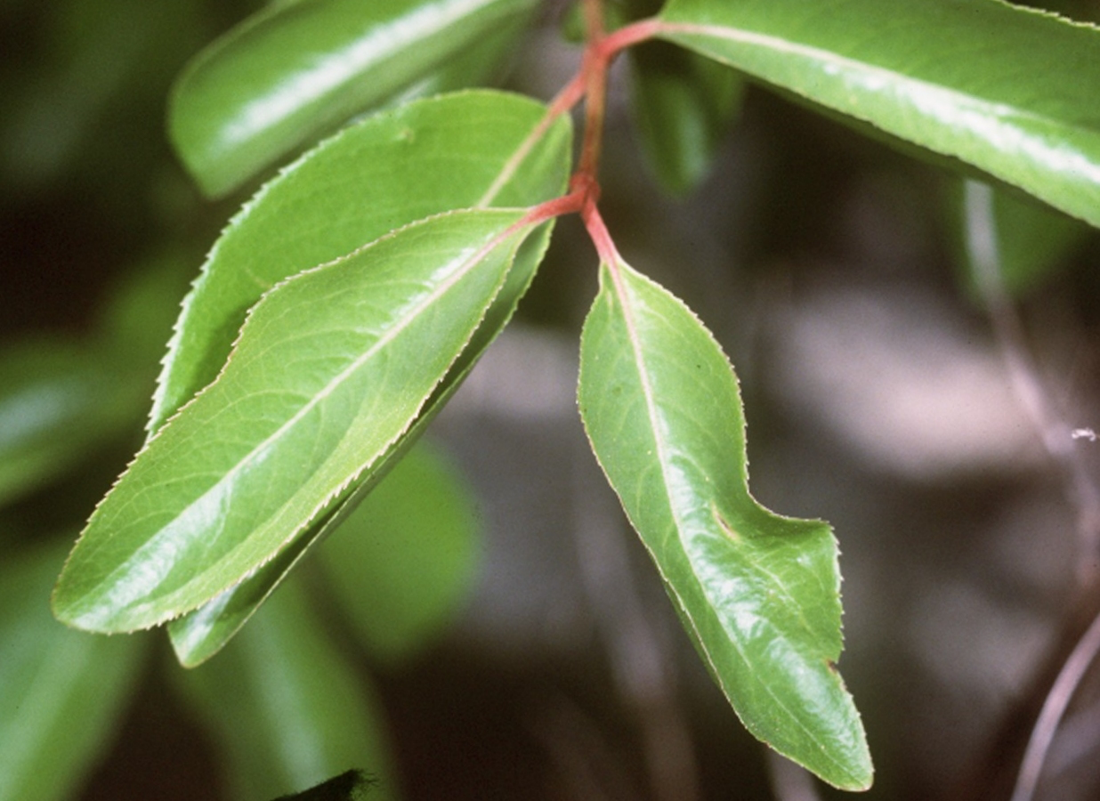 Rusty Blackhaw Foliage