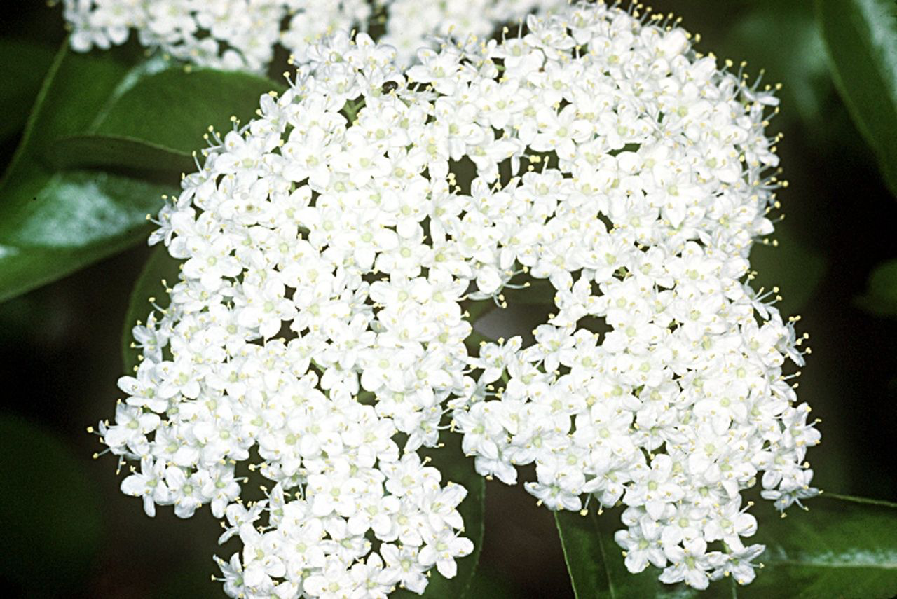 Rusty Blackhaw Flowers