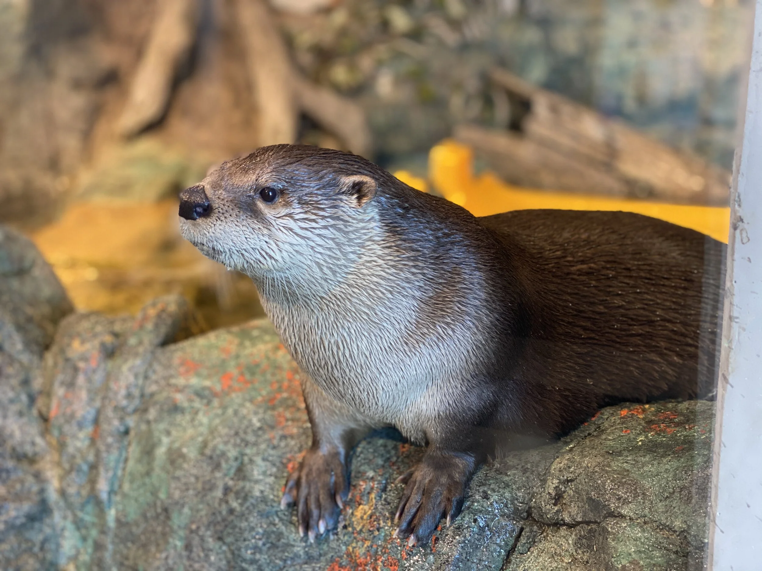 North American River Otter