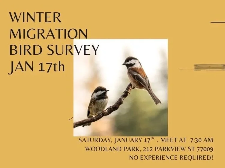 Winter Migration Bird Survey!