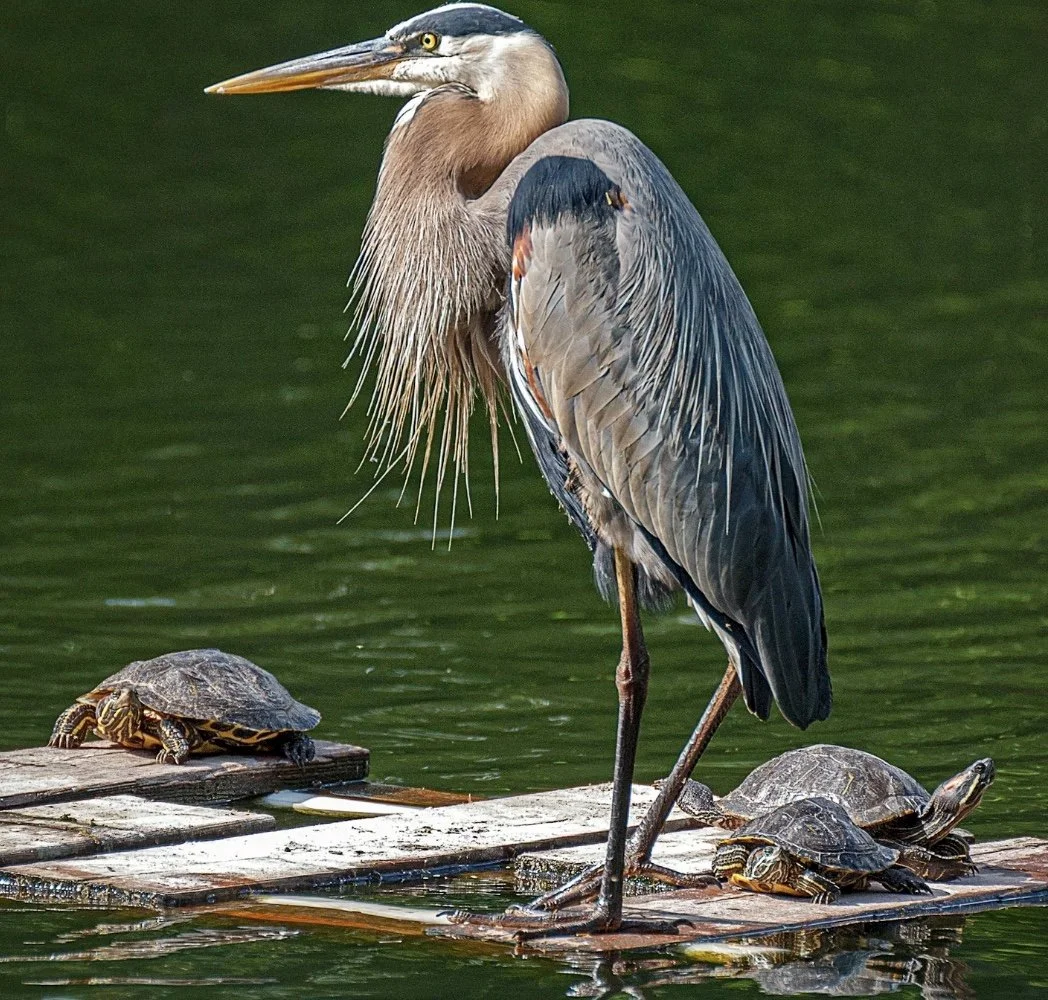 Spring Migration!  March Bird Survey