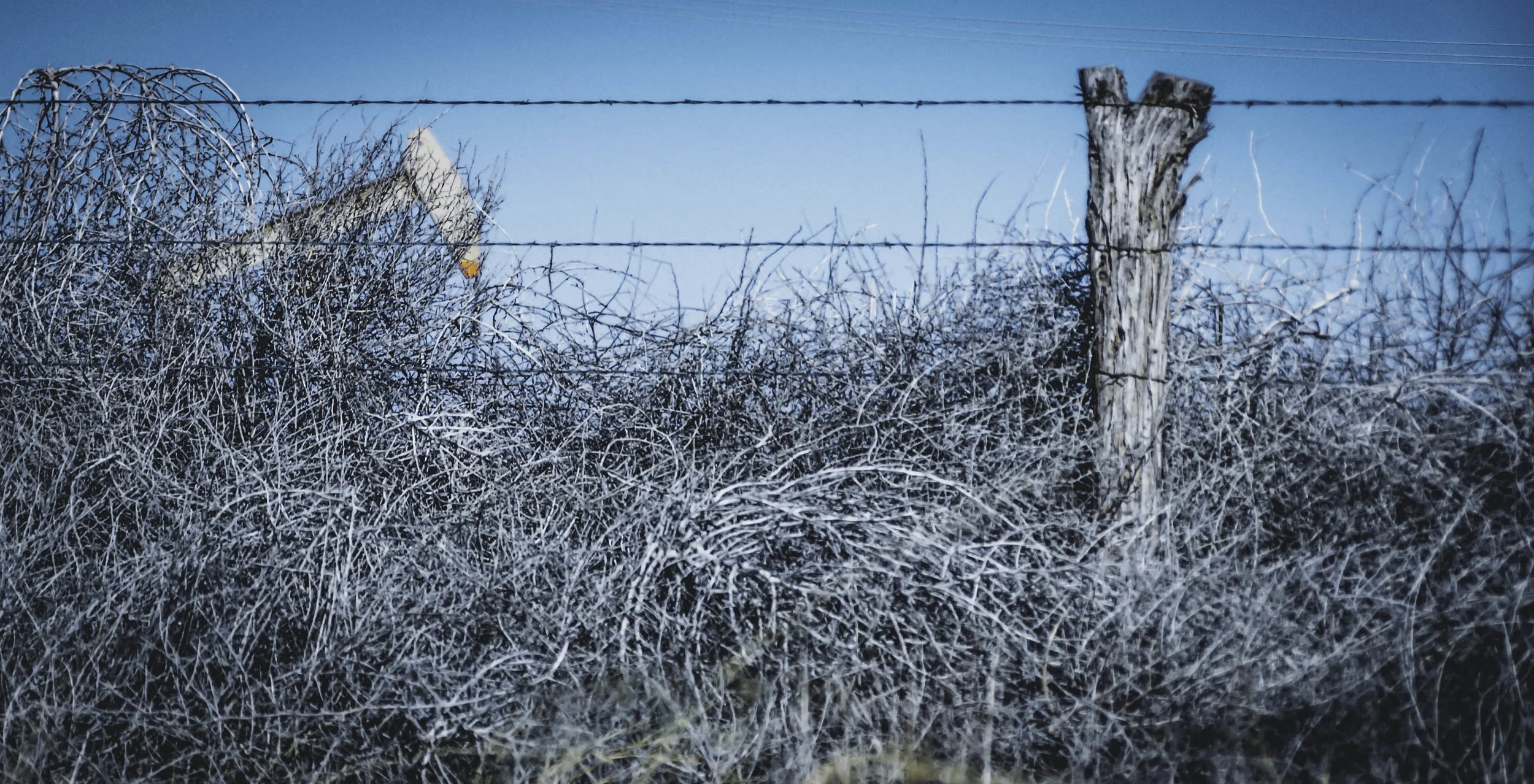 Tumbleweeds in Winter