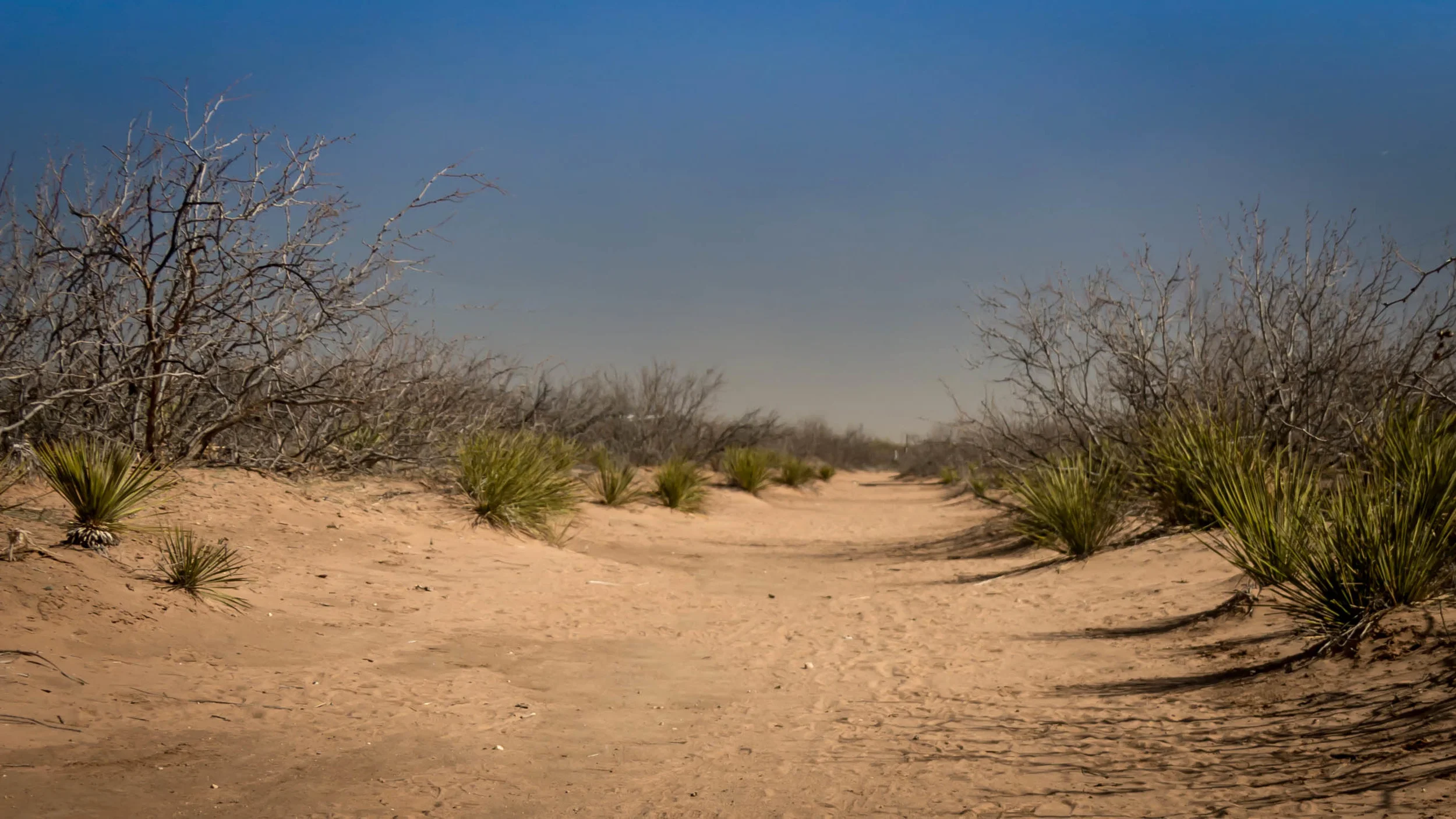 Desert Path