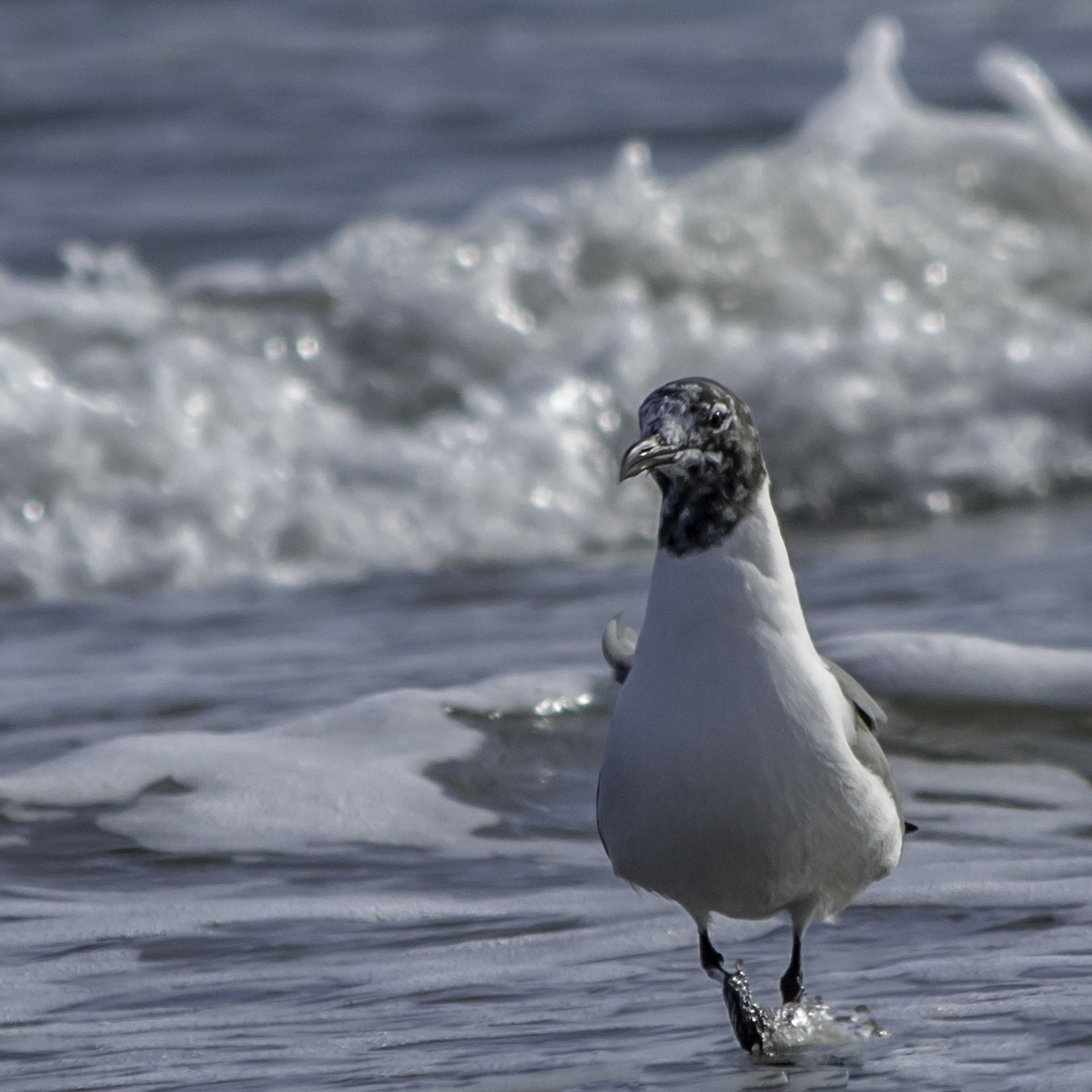 Running Gull