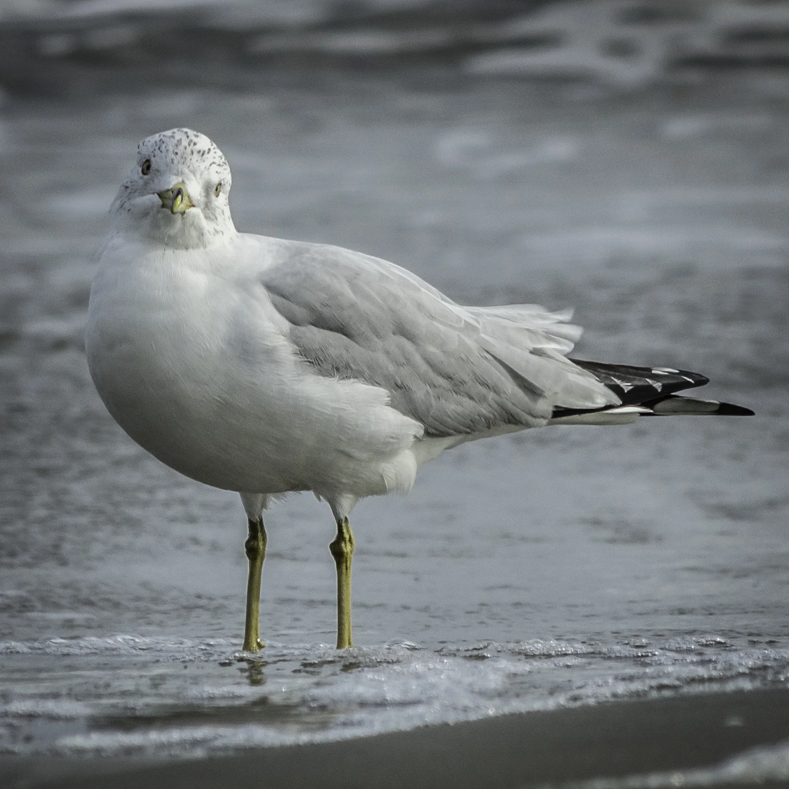 Ring-Billed Gull