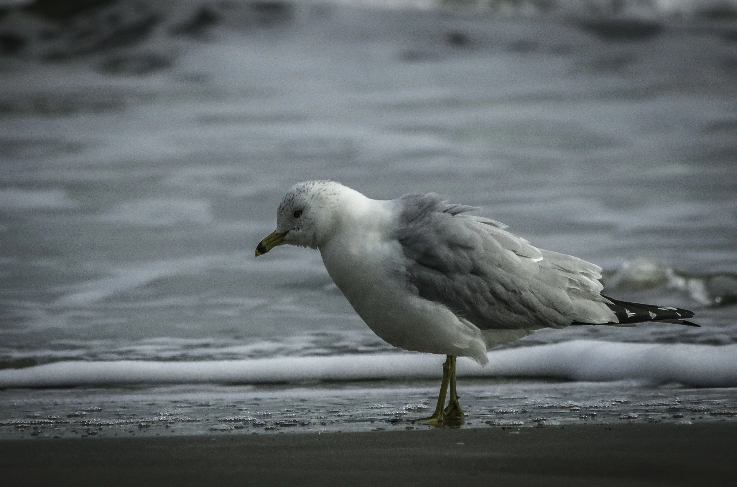 Ruffled Gull