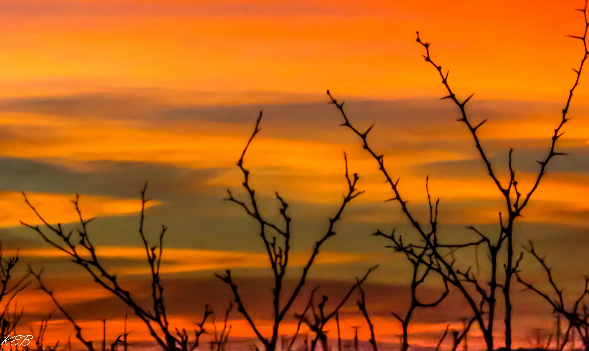 Mesquite Silhouette
