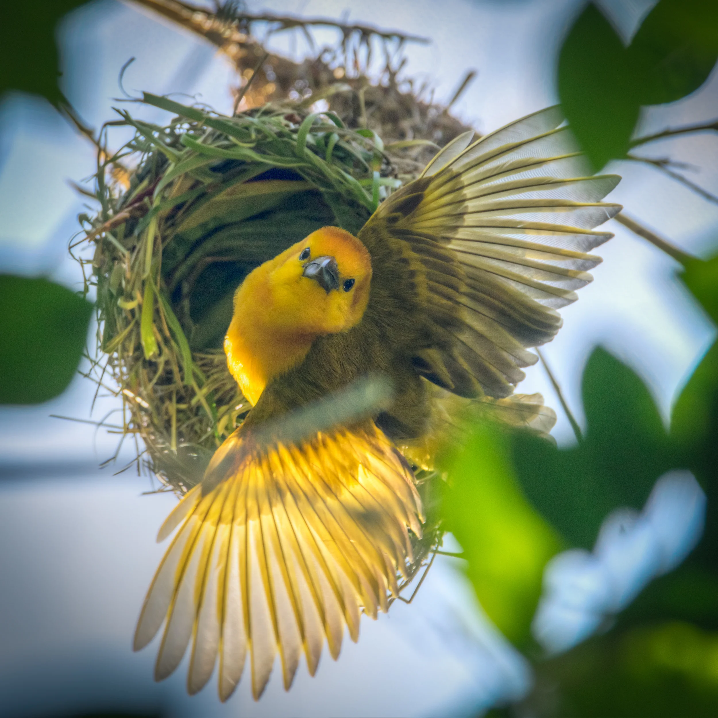 Golden Weaver