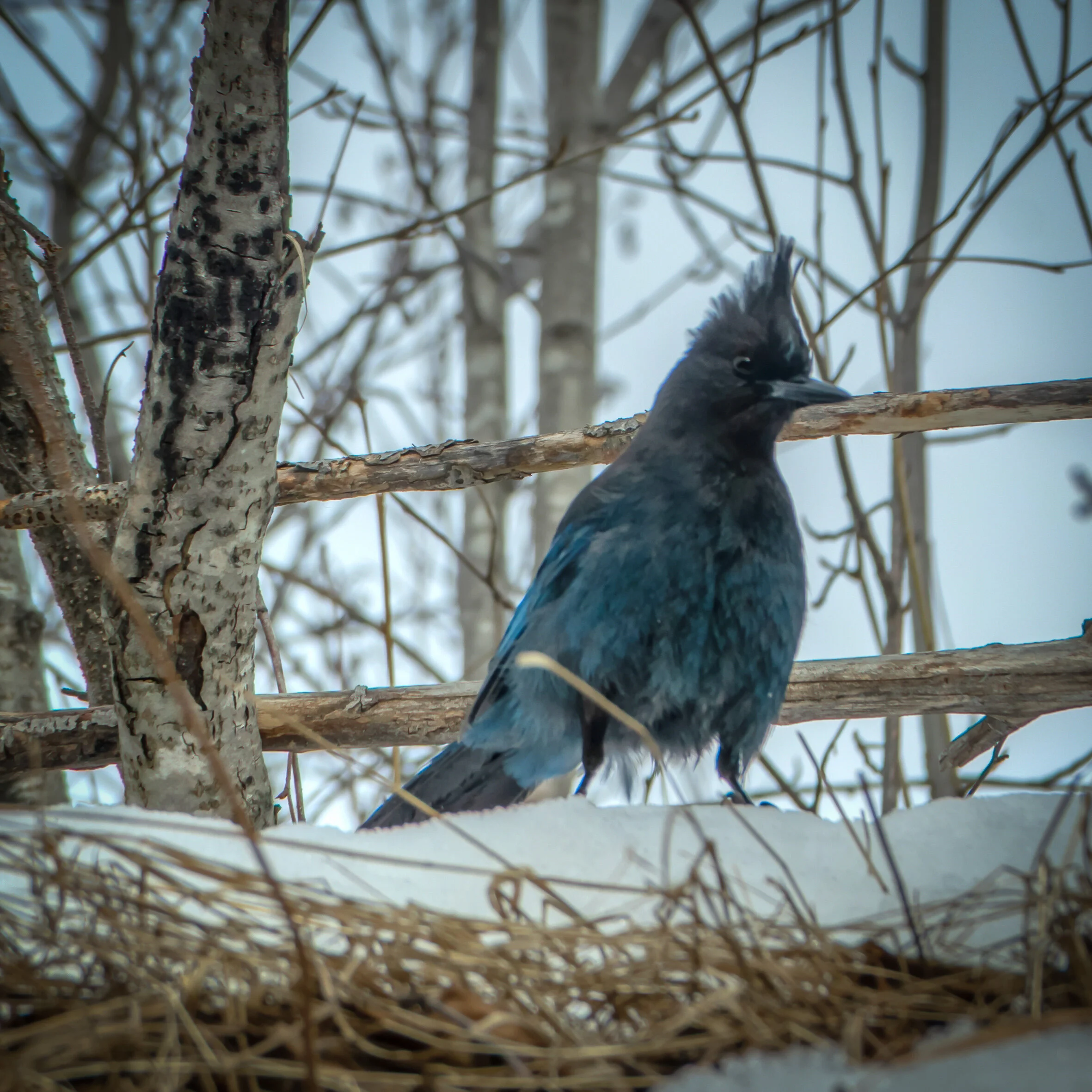 Stellar's Jay