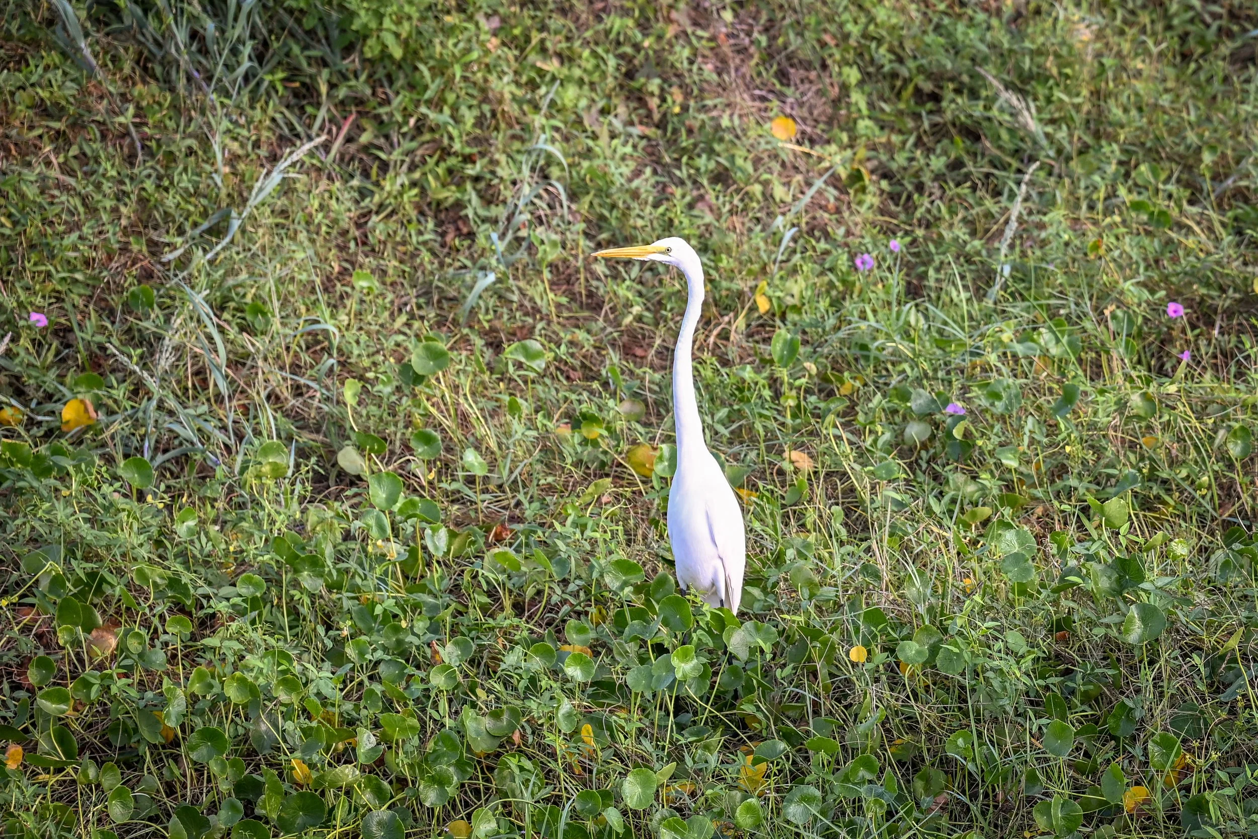 DSC_1651.jpg