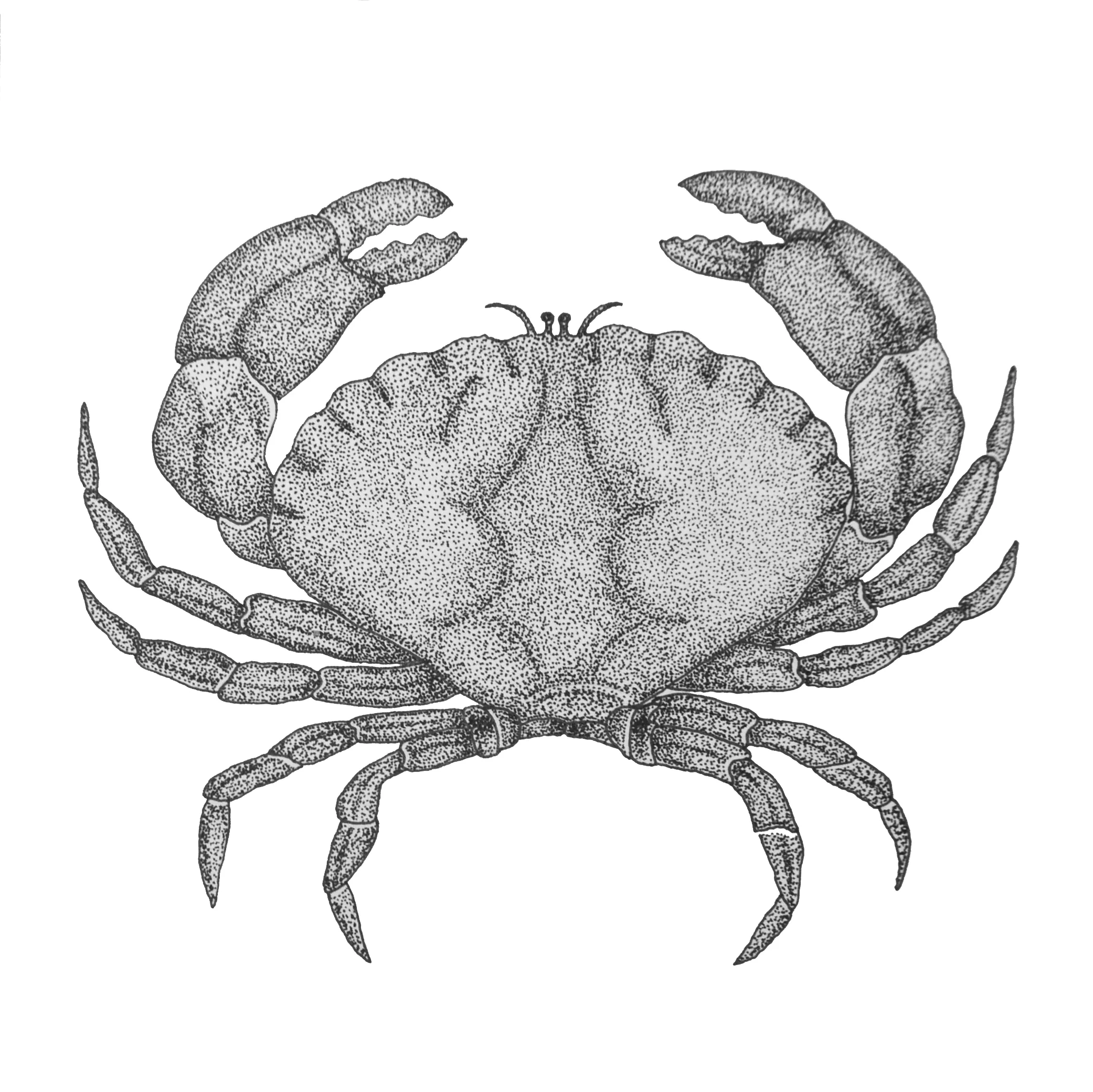5” x 5” - Crab