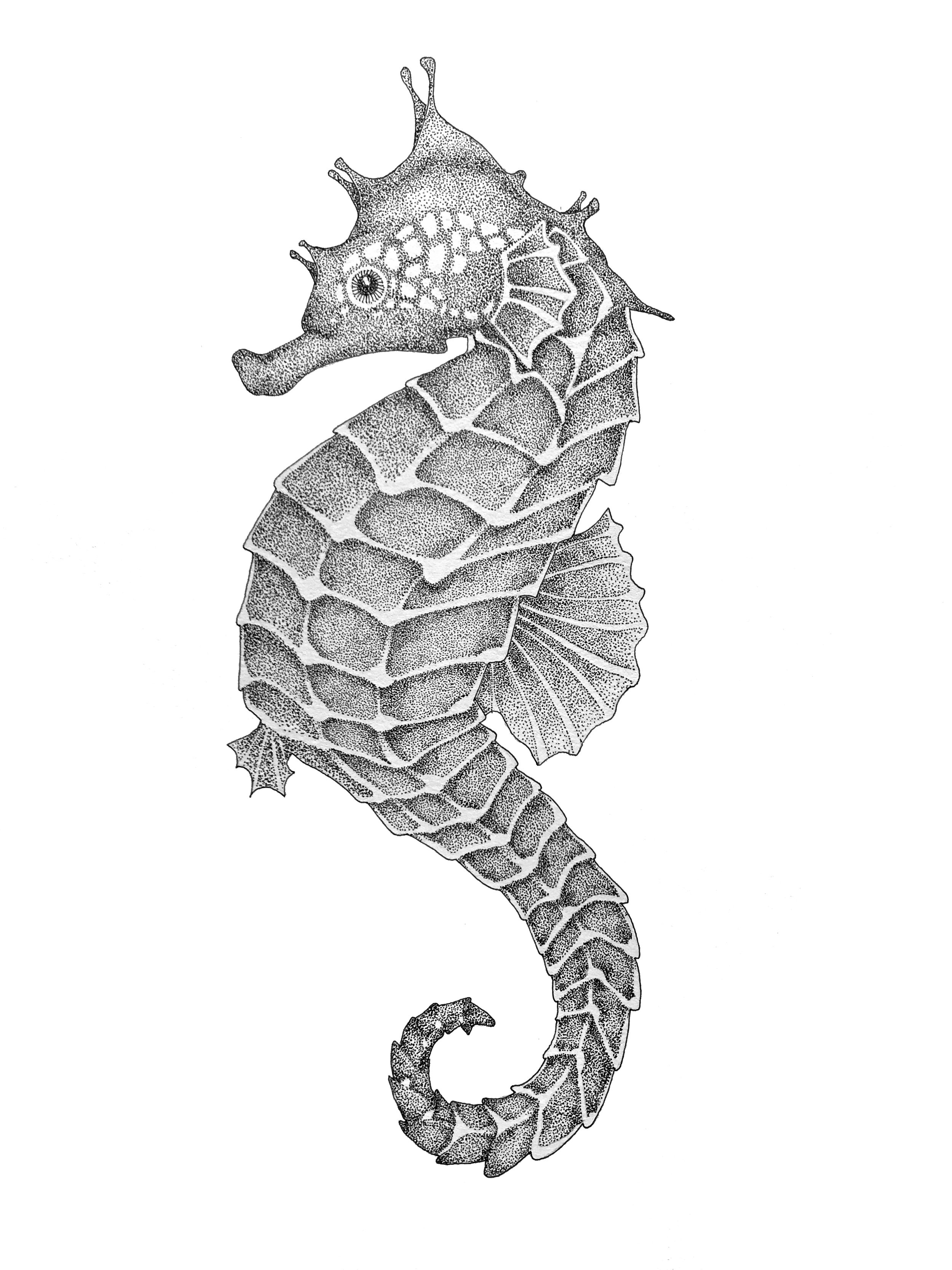  11” x 14” - Seahorse 