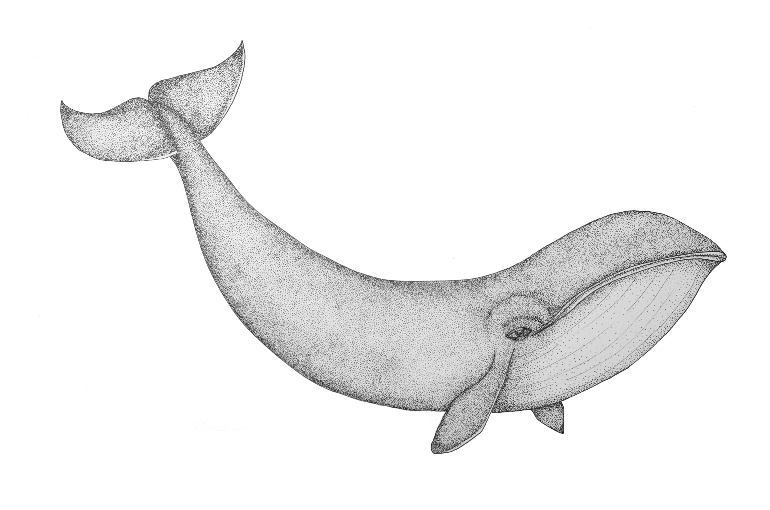  14” x 11” - Whale 