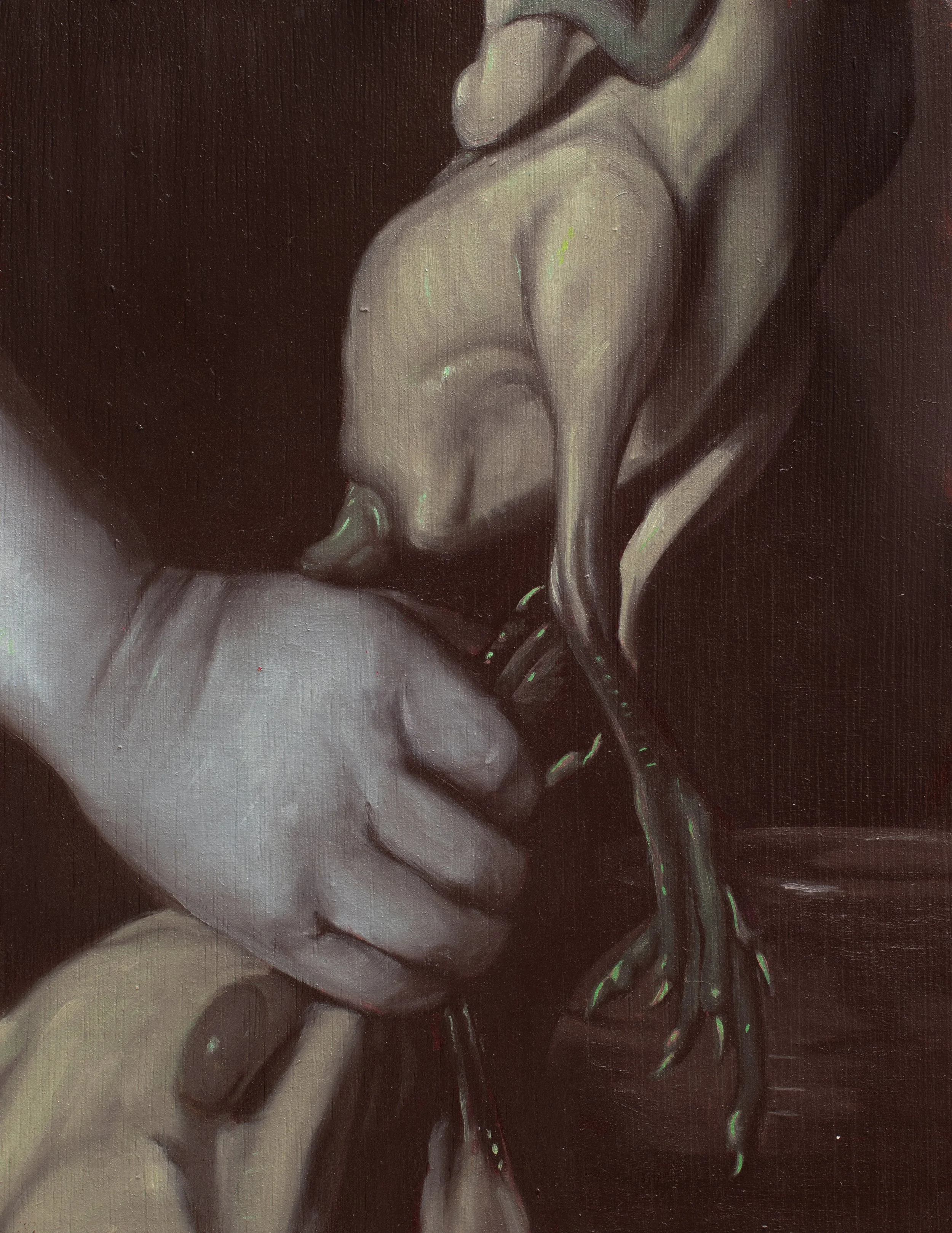 Gallus Gallus