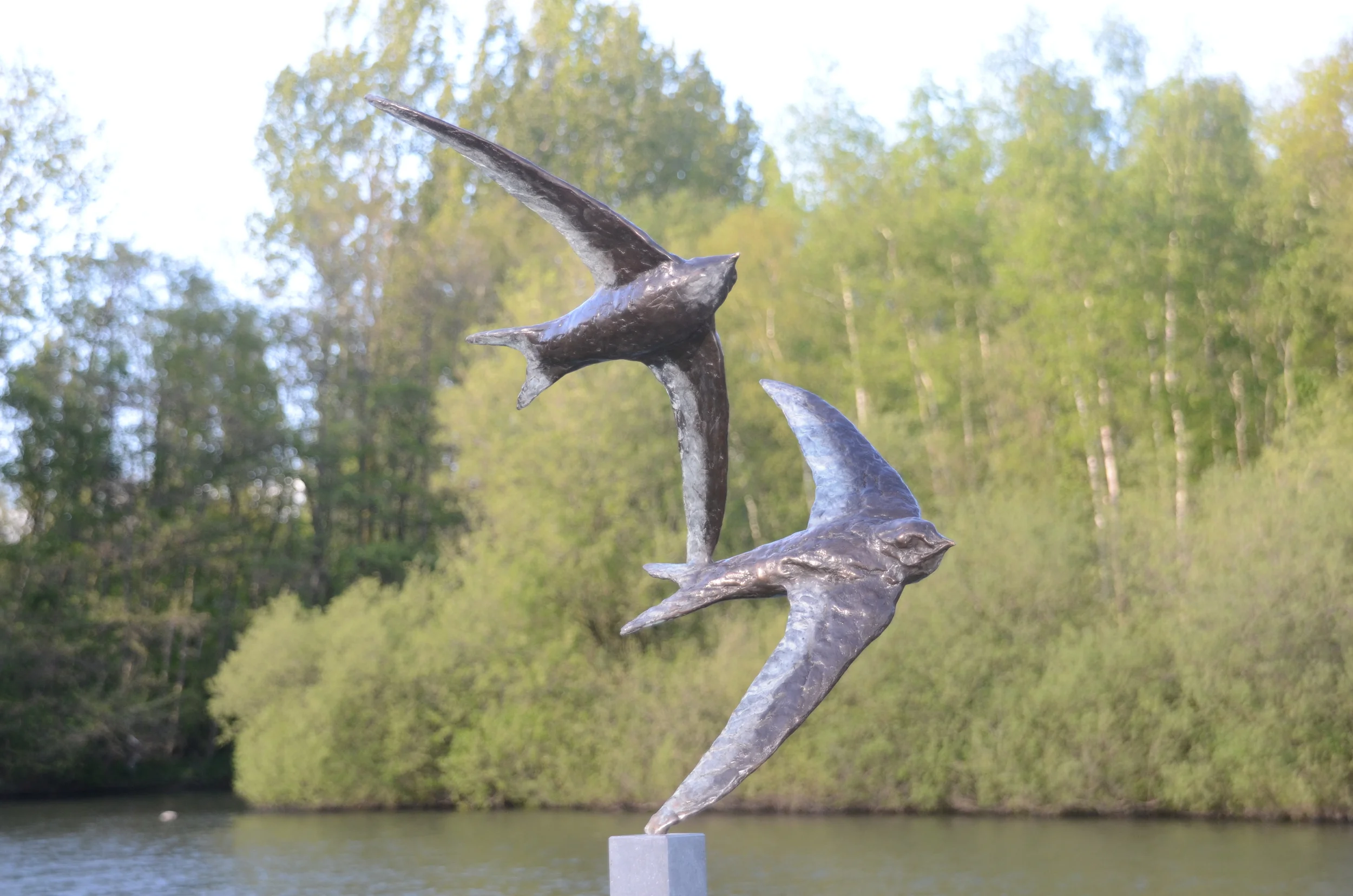 Twee gierzwaluwen