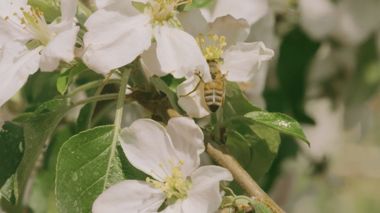 HoneyBear/True Earth - Responsible Farming Feature