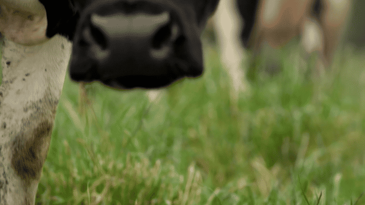 Annie’s Organic - CA's Organic Dairy Farmers