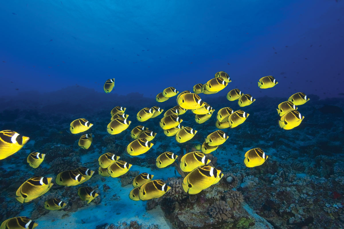 Pacific-Whale-Foundation-Molokini-Turtle-Arches-3.jpg
