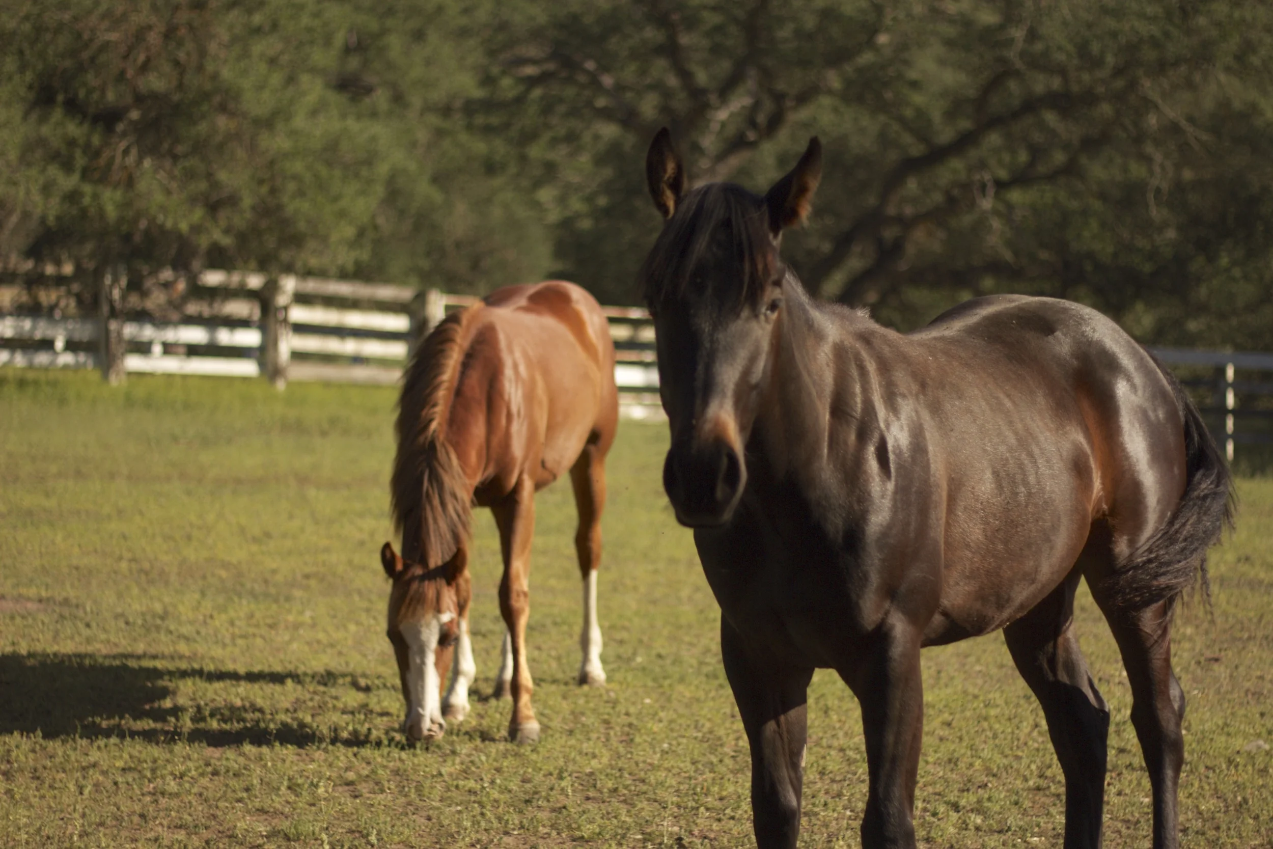 stella & jagger.