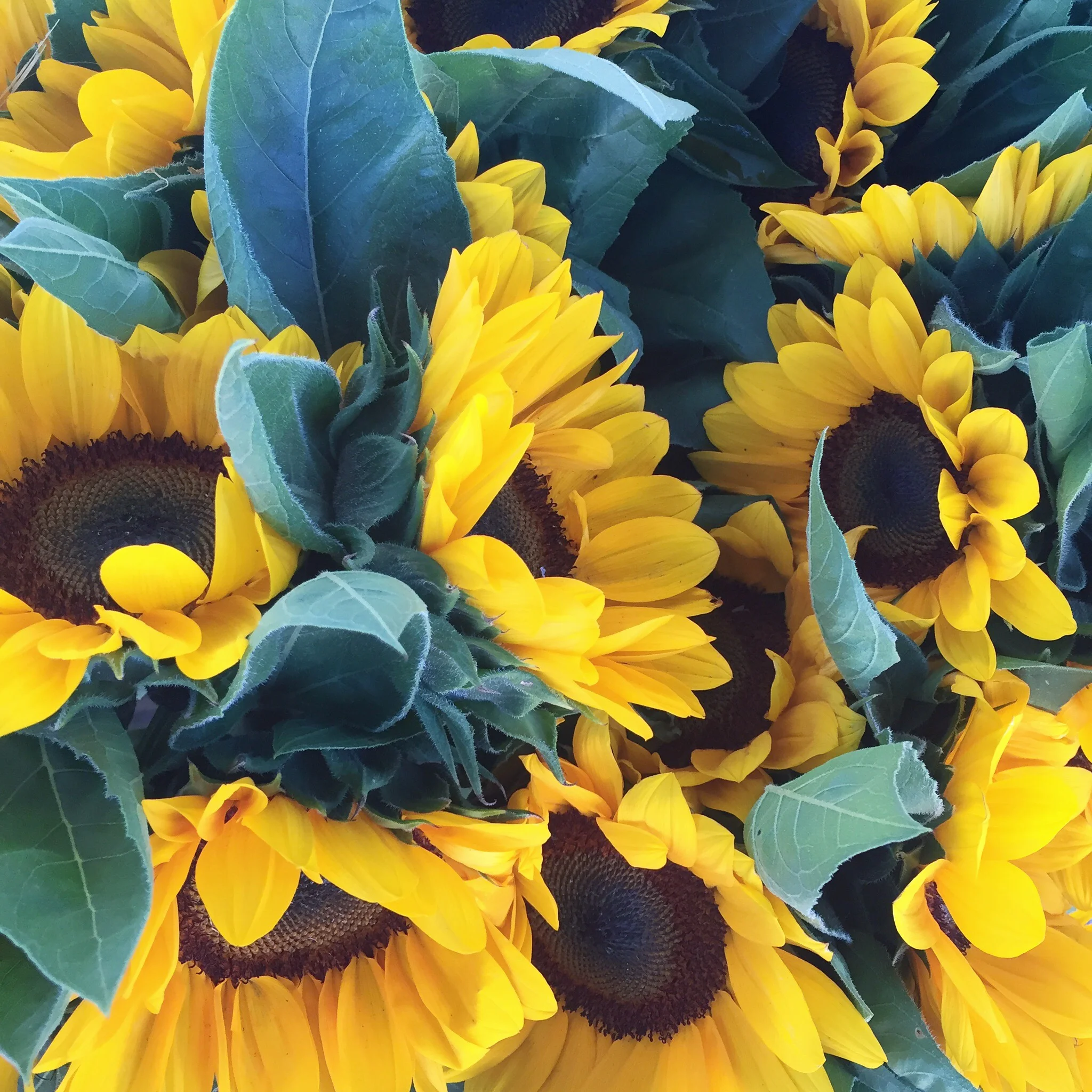 I LOVE THIS FLOWERS. THEY MAKE ME HAPPIER AND I DID NOT WANT TO RESIZE THIS IMAGE AND HAVE THEM LOSE THEIR IMPACT.