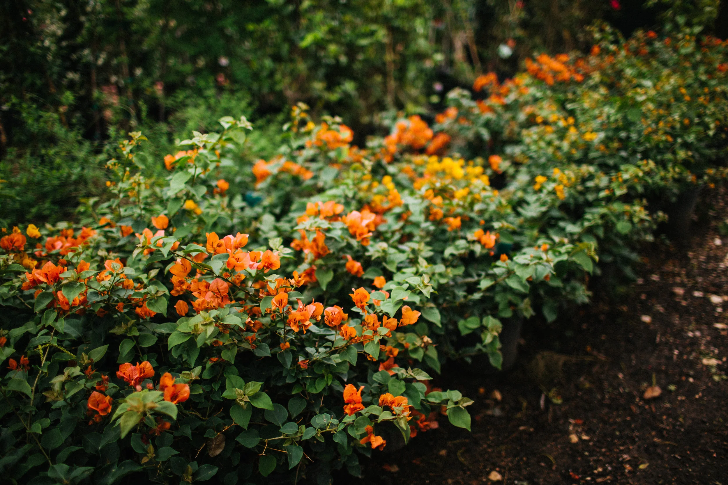manzanitaphoto10972.JPG