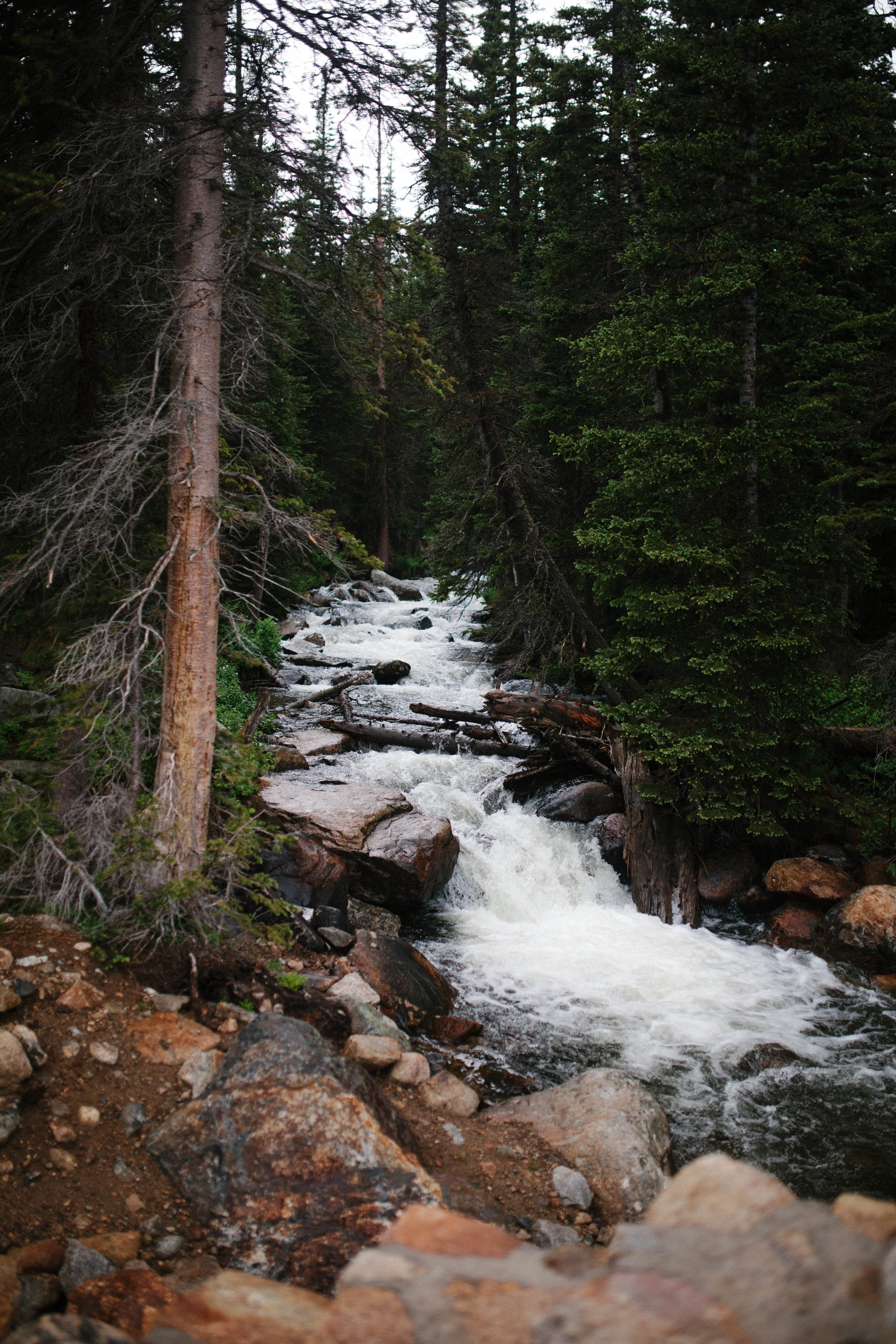 manzanitaphoto21392.JPG